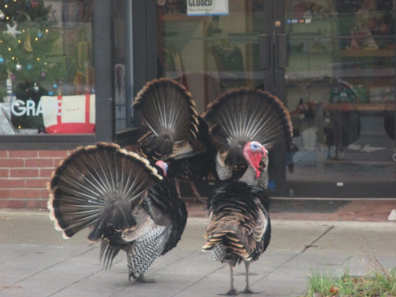 Turkeys on Main Street