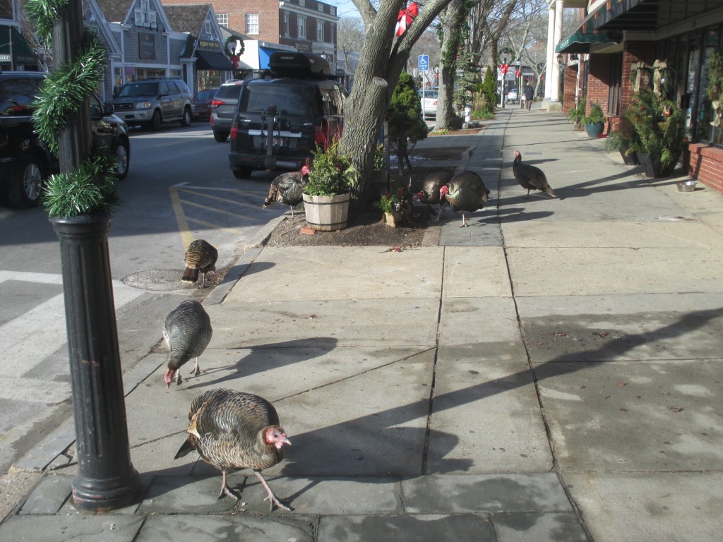 Turkeys on Main Street