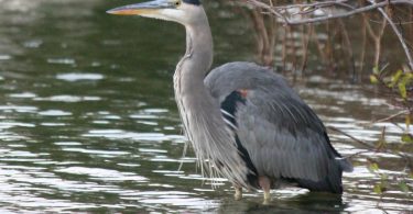 great blue heron